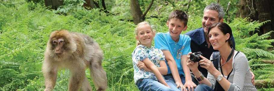 Trentham monkey forest reopens on the 16 February half term week